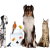 Mazlíčci